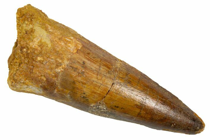 Fossil Spinosaurus Tooth - Real Dinosaur Tooth #305678